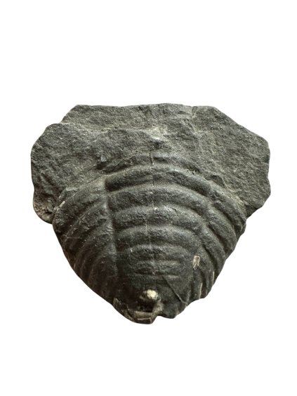 Photoroom 003 20251205 085940