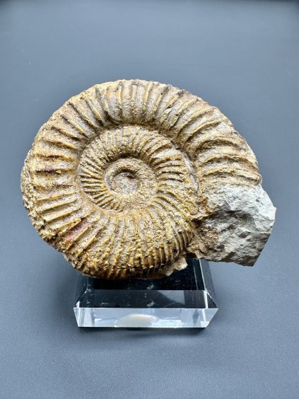 Ammonit Orthosphinctes – Böttingen, Deutschland