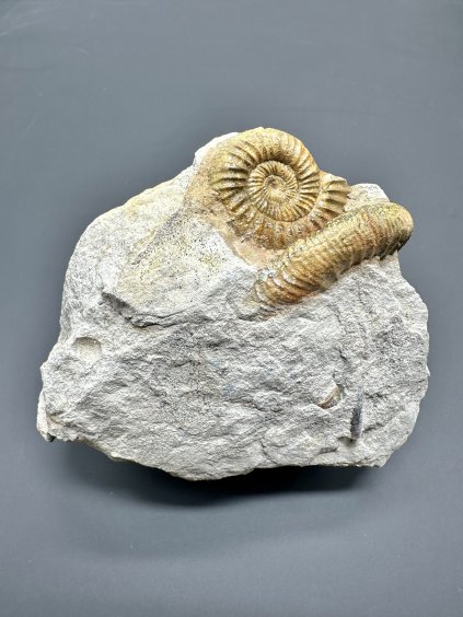 Ammonite Orthosphinctes – Böttingen, Germany