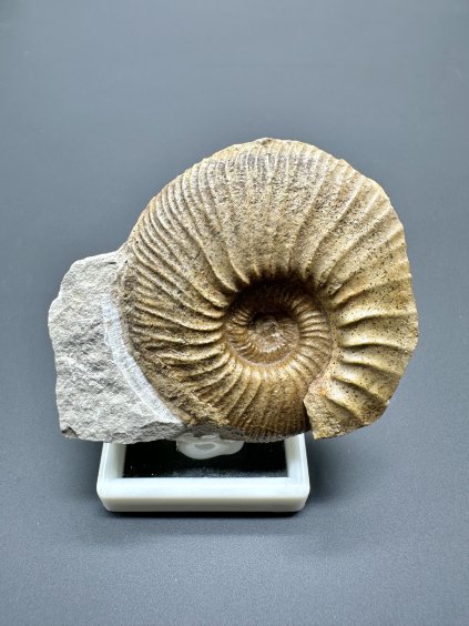 Amonit Pleuroceras  – Staffelstein, Bavorsko, Německo