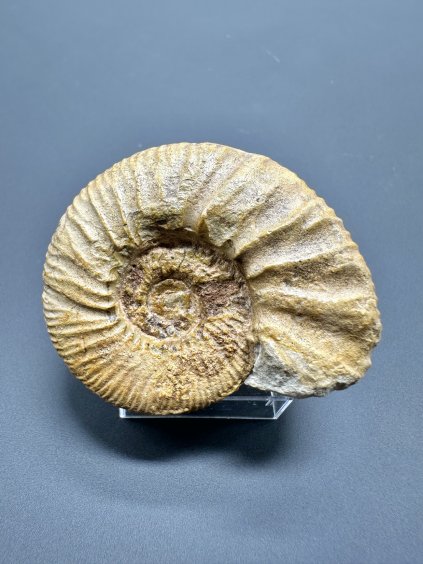 Ammonit Pleuroceras – Staffelstein, Bayern, Deutschland