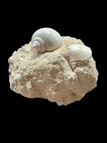 Photoroom 014 20251205 154705