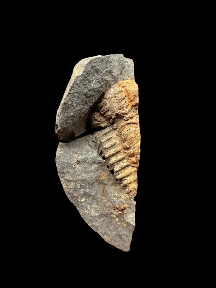 Photoroom 010 20251209 182923