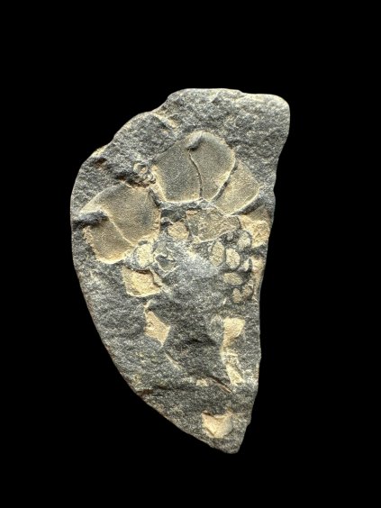 Photoroom 021 20251209 182923