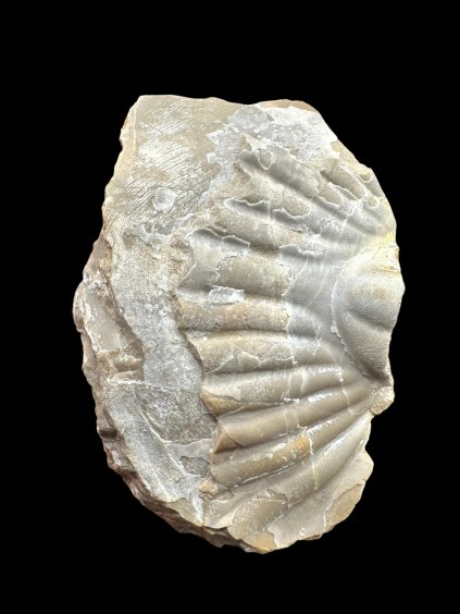 Photoroom 025 20251209 182923