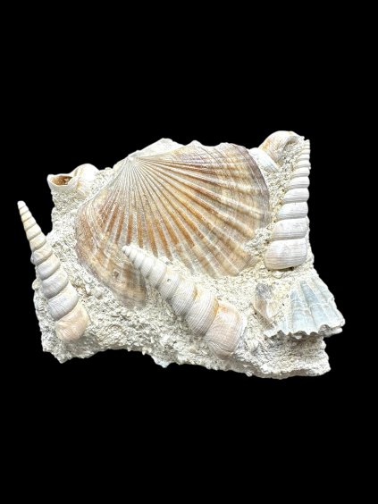 Photoroom 014 20251205 154506