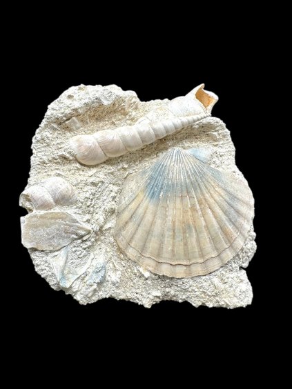 Photoroom 024 20251205 154506