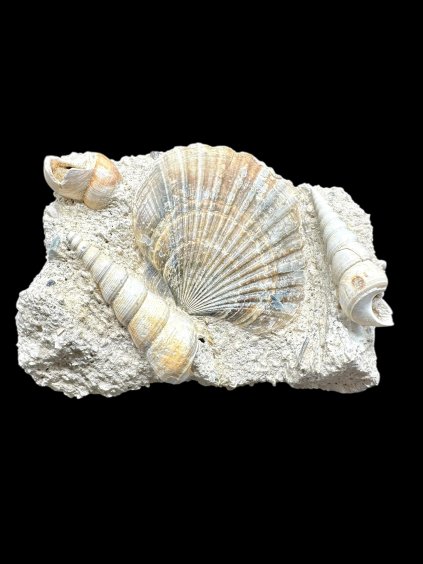 Photoroom 032 20251205 154506