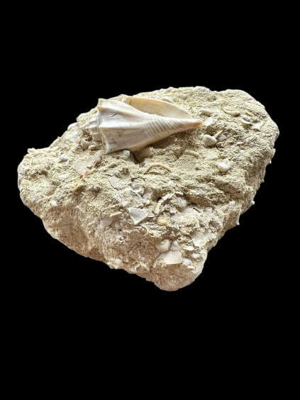 Photoroom 037 20251205 154705