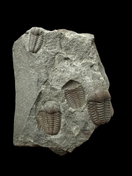 Photoroom 013 20251210 185124