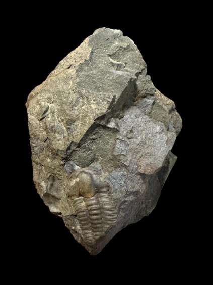 Trilobit Ellipsocephalus hoffi – Jince, CZ