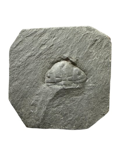 Photoroom 003 20260108 163800