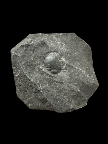 Photoroom 20260105 192447