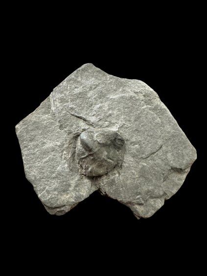 Photoroom 033 20260107 092138