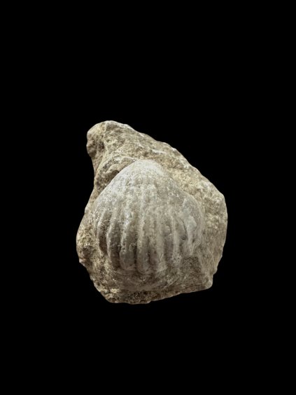 Brachiopoda Sieberella – Koneprusy, CZ