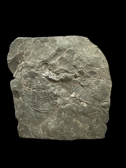 Photoroom 025 20260107 092138