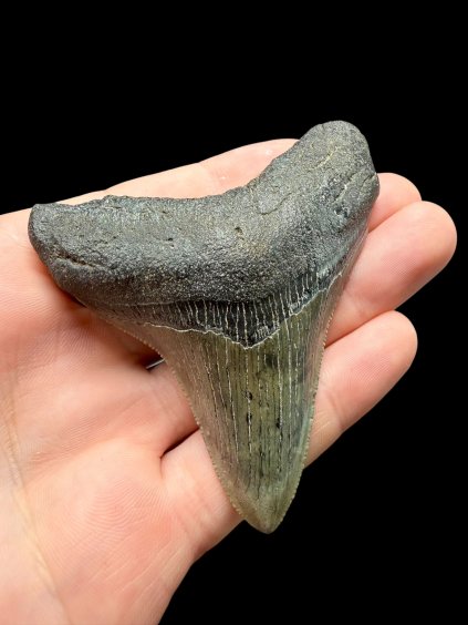 Photoroom 003 20260121 155728