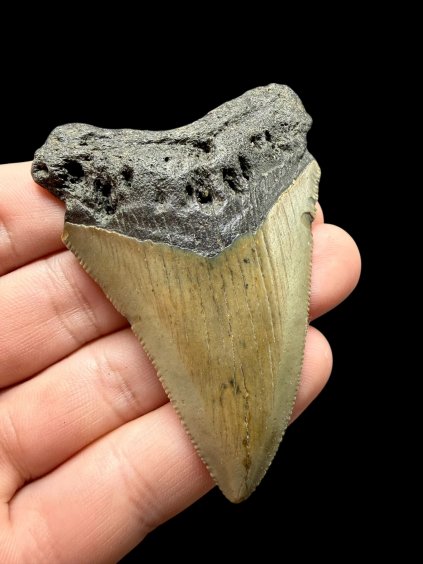 Photoroom 009 20260121 155728