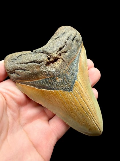 Photoroom 006 20260121 155728