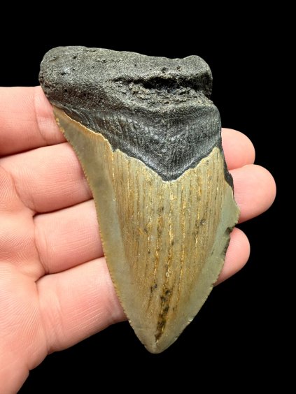 Fossiler Zahn eines Megalodons 9cm – North Carolina, USA