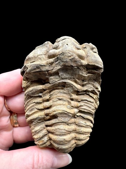 Photoroom 006 20260122 155322