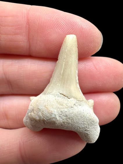 Photoroom 004 20260122 134525