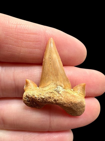 Photoroom 006 20260122 134525