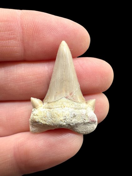 Photoroom 008 20260122 150833