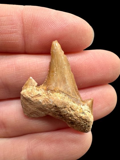 Photoroom 010 20260122 150833