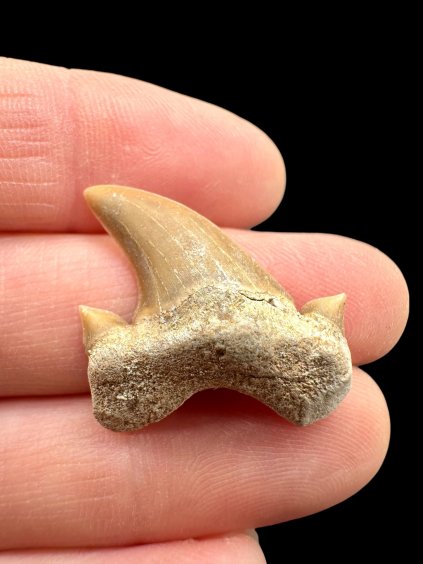 Photoroom 012 20260122 150833