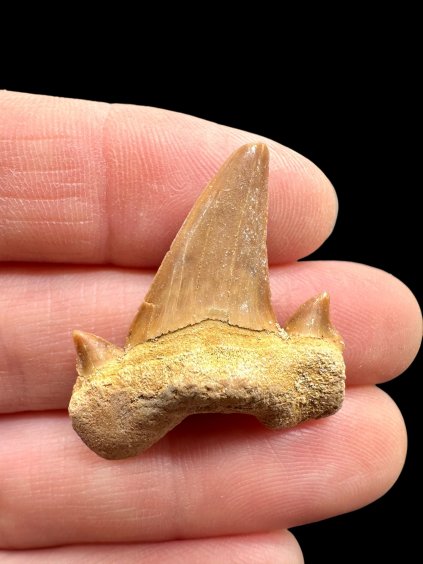 Photoroom 014 20260122 150833