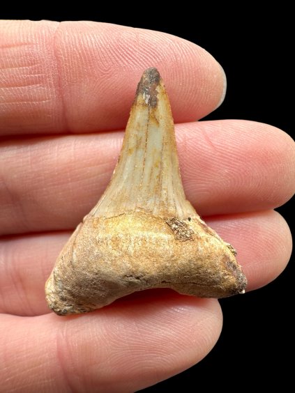 Photoroom 009 20260122 155322