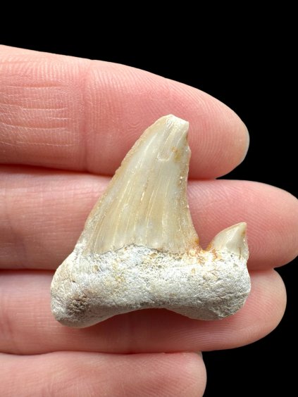 Photoroom 011 20260122 155322