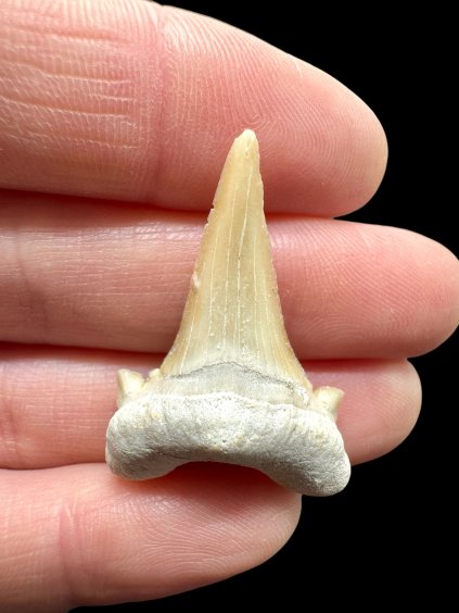 Photoroom 015 20260122 155322