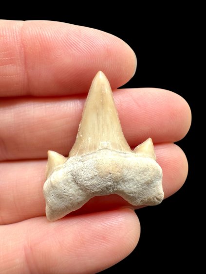 Photoroom 009 20260122 194932