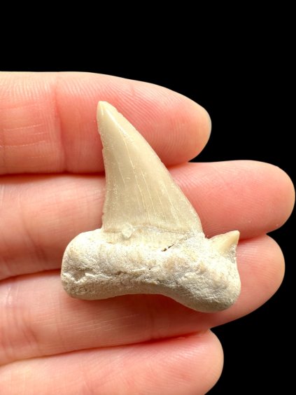 Photoroom 013 20260122 194932