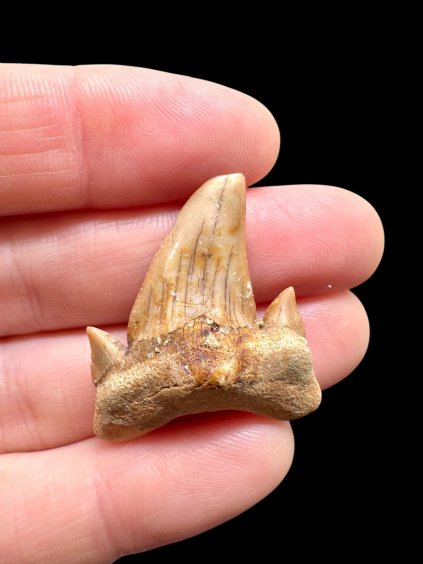 Photoroom 015 20260122 194932