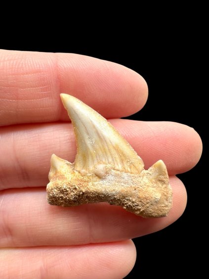 Photoroom 025 20260122 194932