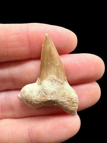 Photoroom 027 20260122 194932