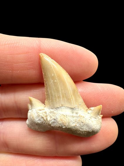 Photoroom 029 20260122 194932