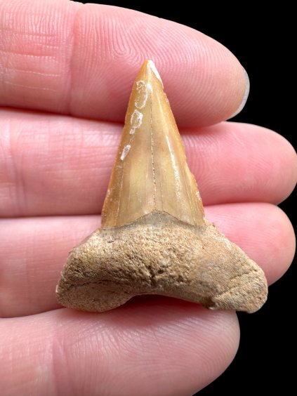 Photoroom 006 20260123 204021