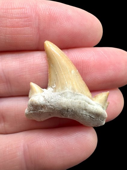 Photoroom 008 20260123 204021