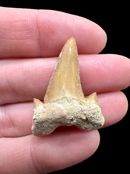 Photoroom 010 20260123 204021