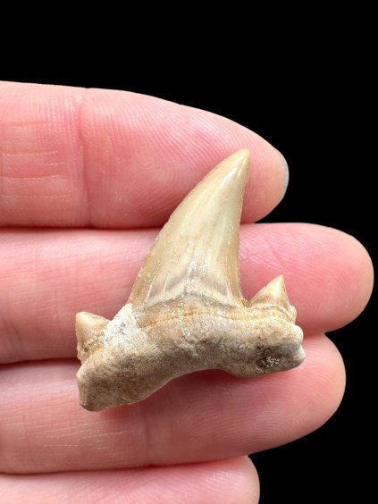 Photoroom 012 20260123 204021