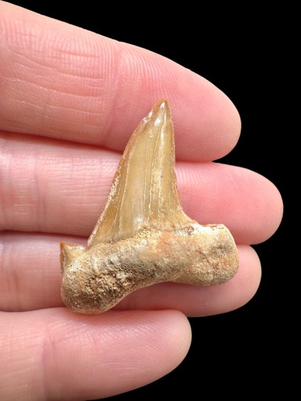 Fosilní zub žraloka – Maroko