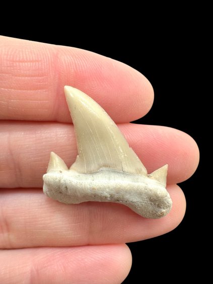 Fossilized shark tooth – Morocco