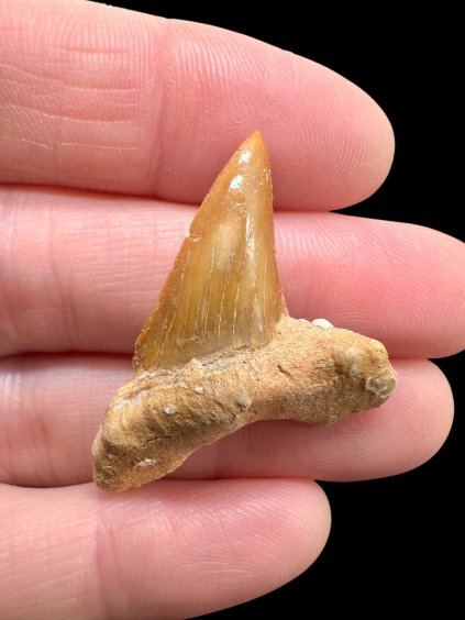 Fossiler Haifischzahn – Marokko