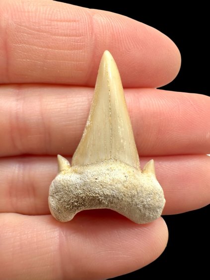 Fossilized shark tooth – Morocco