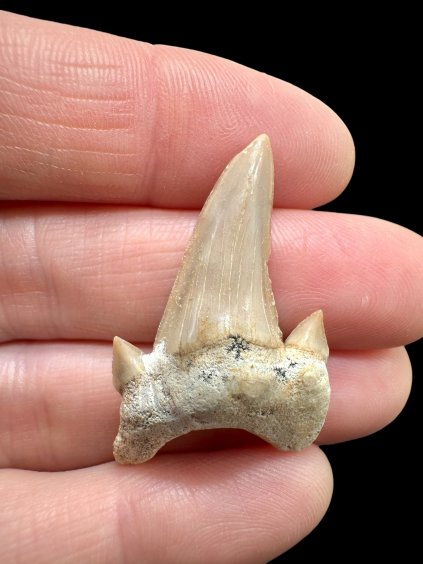 Fossiler Haifischzahn – Marokko