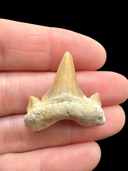 Fossilized shark tooth – Morocco